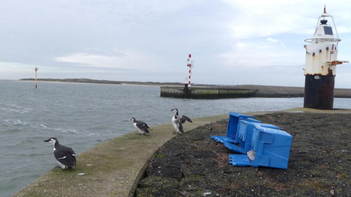 Ecomare Texel laat eerste geredde olievogels weer vrij in zee