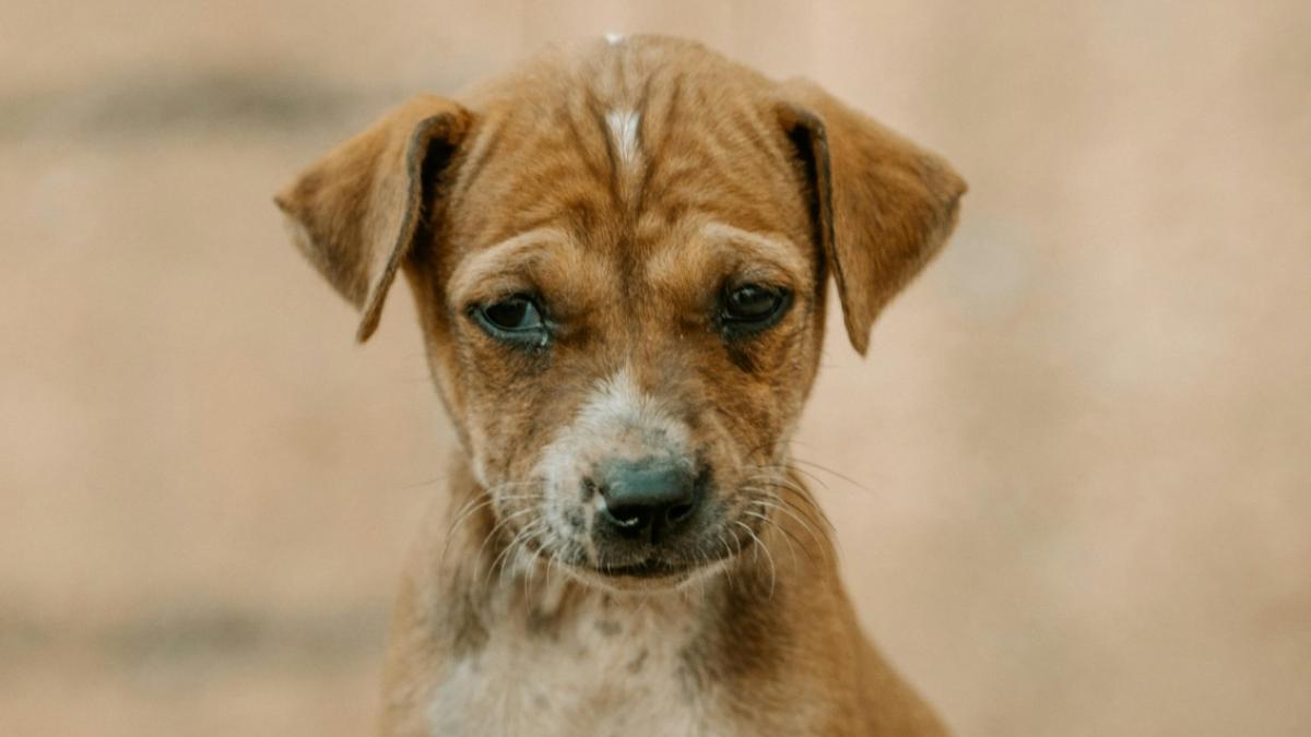 Tijdelijke opvang gezocht voor dieren (en baasjes) in nood