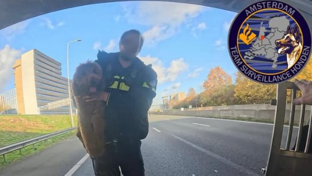 Politiehonden halen loslopende labradoodle van A10 West