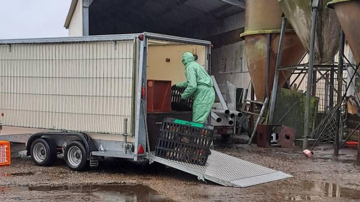 Vogelgriep treft boerderij Myrna en Jan voor de tweede keer: 