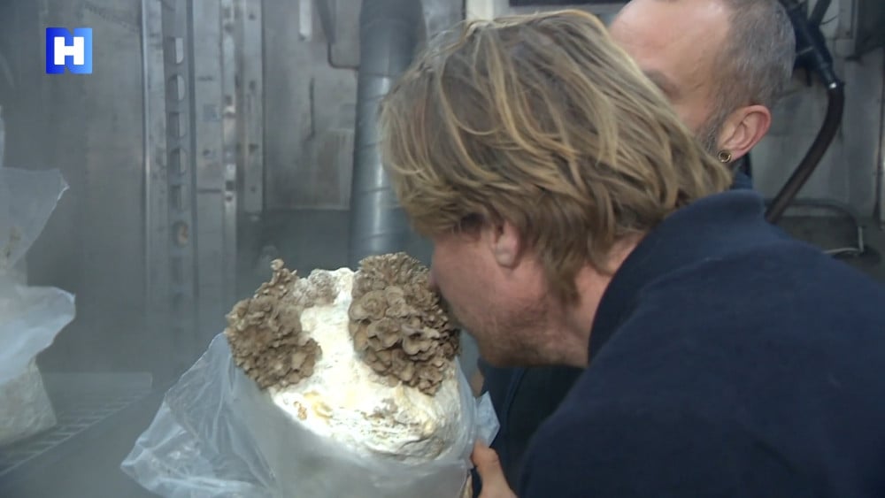 Koken met Kok: smullen van prachtige paddenstoelen met onkruid