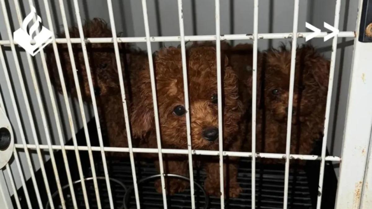 23 zwaar verwaarloosde hondjes in beslag genomen in appartement op Singel