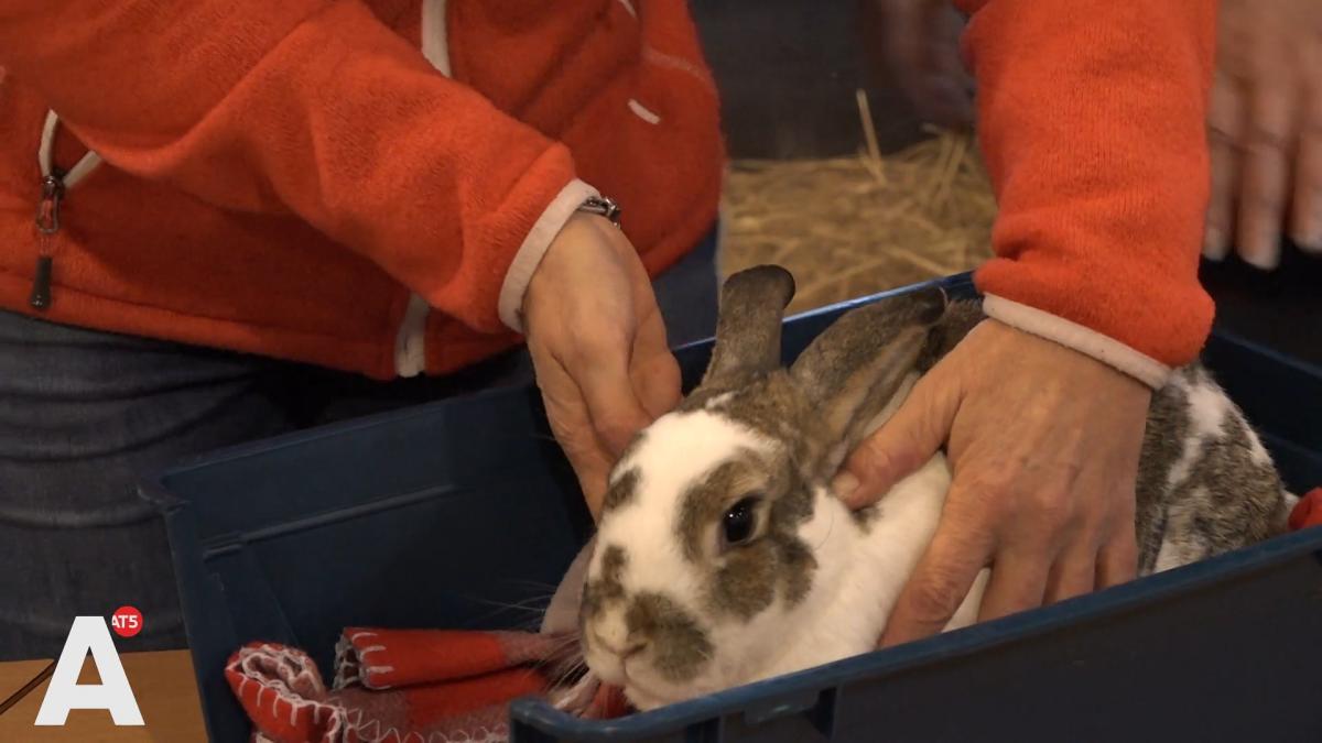 Drie konijnen zwaar mishandeld op kinderboerderij, konijnen Snowy en Stippel nog vermist