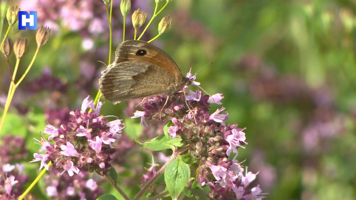 Terugverlangen naar de zomerse weelde bij Thijsse's Hof