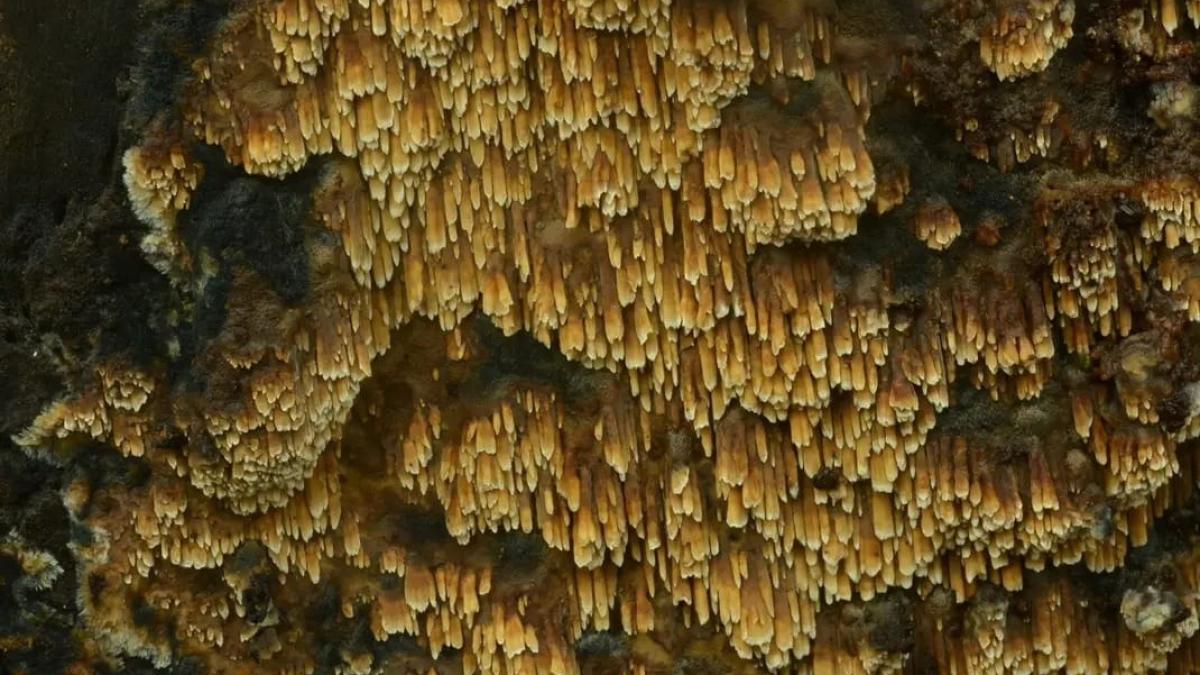 Zeer zeldzame paddenstoel gevonden in Den Helder