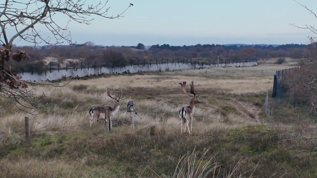 Nog geen massale volksverhuizingen van herten over natuurbrug in Zandvoort