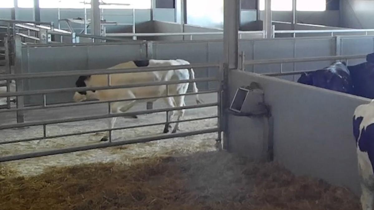Verborgen camera's laten ernstige dierenmishandeling zien in Noordbeemster
