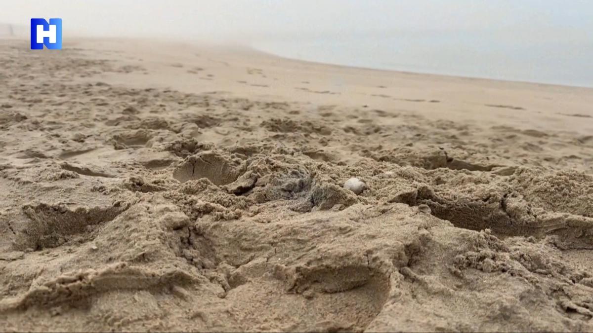 Botresten op strand van Schoorl blijken van al jaren vermiste Belgische man