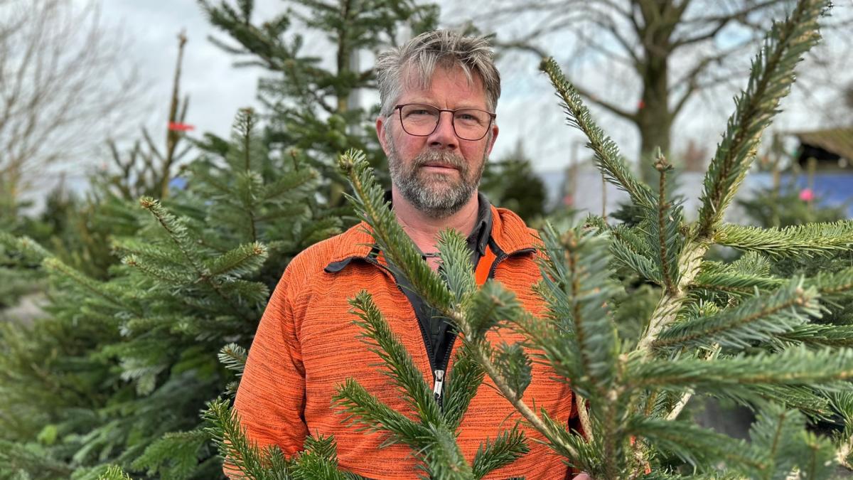 Jan verkoopt in Sijbekarspel echte Deense kerstbomen: 