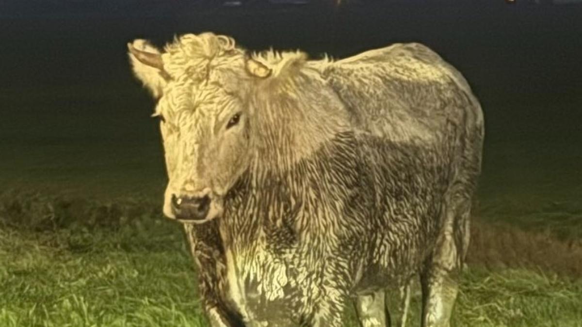 A7 richting Hoorn afgesloten vanwege koe op de weg