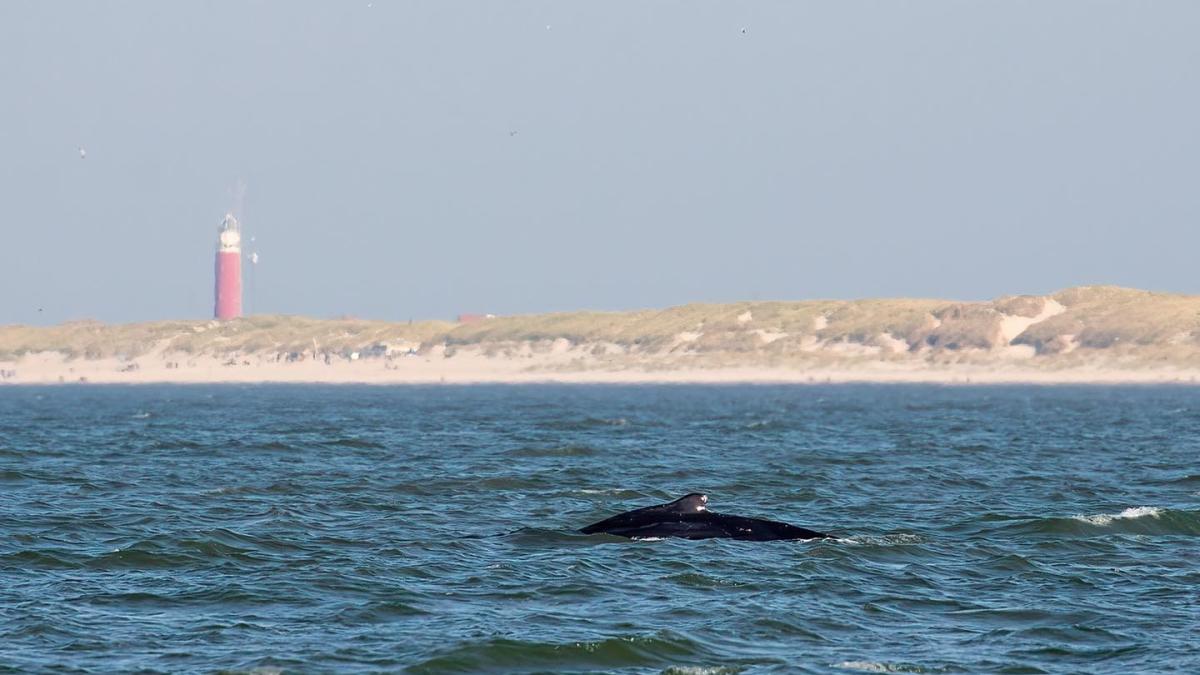 Bultrugwalvis gespot voor de kust bij Egmond aan Zee