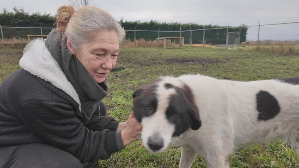 Dierenhotel Pandora zit propvol bange hondjes met oud en nieuw