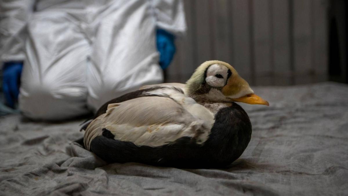 Zeldzame brileider op Texel heeft het niet gered: 