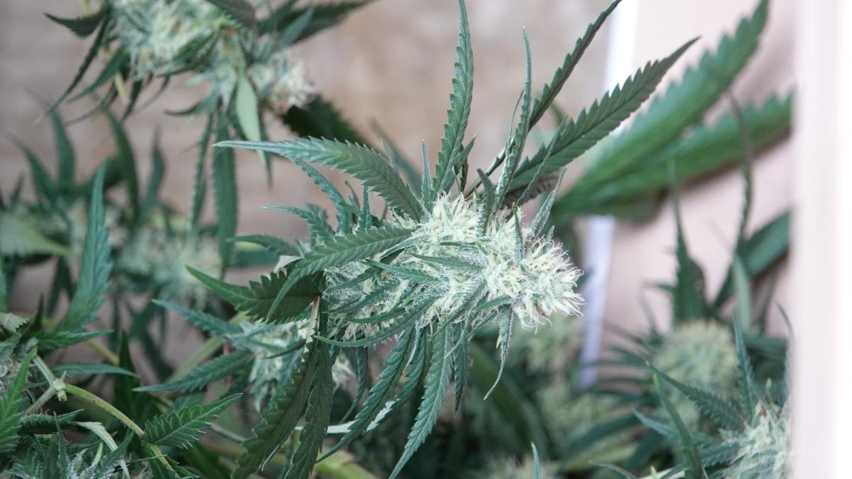 Woning in Haarlem-Noord jaar gesloten na grote drugsvondst