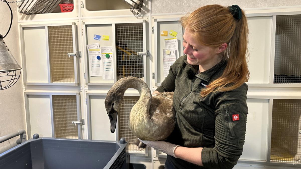 Winterweer eist alsnog tol: uitgeputte vogels stromen binnen bij opvangcentra