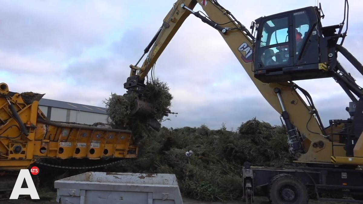 Voici comment est traité votre sapin de Noël : « Nous rencontrons vraiment toutes sortes de choses »