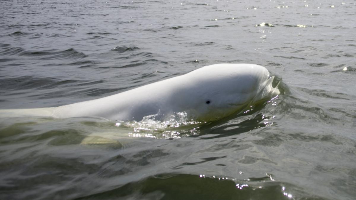 Zeldzame witte walvis, een beloega, gespot voor de kust van Callantsoog