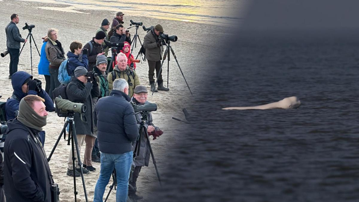 Zien: Verdwaalde beloega zwemt voor Noord-Hollandse kust: 