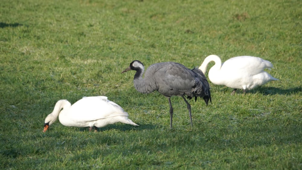 Kraanvogel in de Purmer trekt enthousiaste vogelspotters