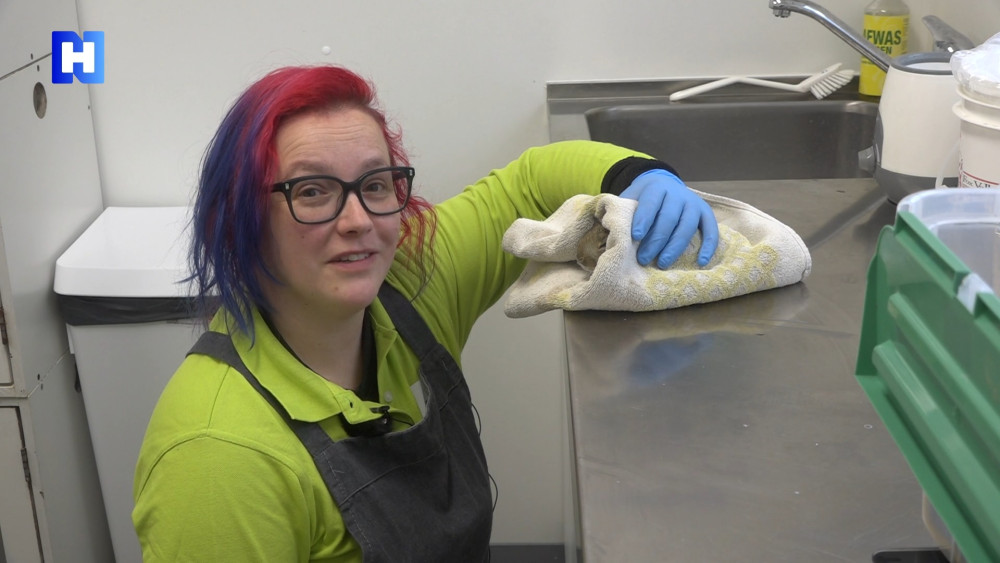 First wild baby rabbits arrive at shelter extremely early: 'Won't survive the freezing cold'