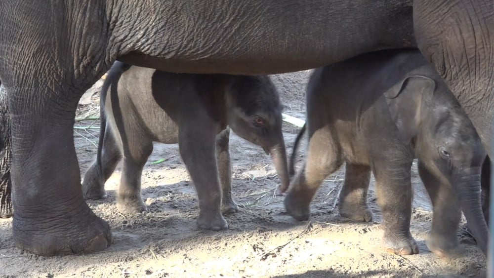Babyolifantjes in Artis voor het eerst samen naar buiten: "Zo schattig, die haartjes!"