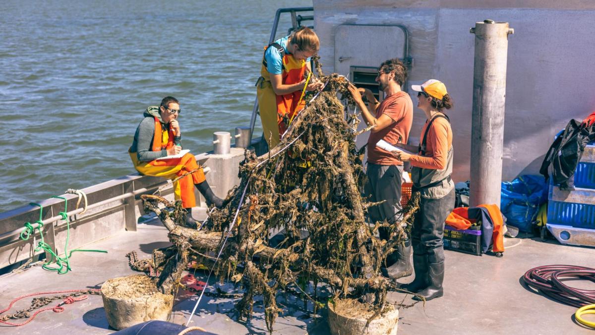 Hoe perenbomen uit Zeeland voor meer leven in de Waddenzee zorgen: 
