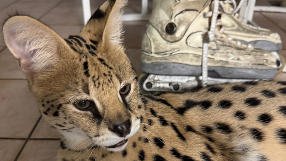 Tora de serval voor derde keer vermist, zorgen bij eigenaar
