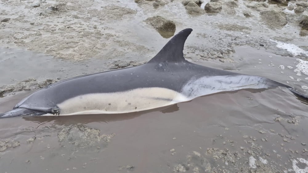 Aangespoelde dolfijn Djay-Lynn toch overleden, groot verdriet bij verzorgers