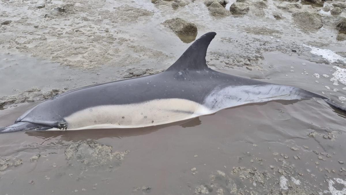 Aangespoelde dolfijn Djay-Lynn toch overleden, groot verdriet bij verzorgers