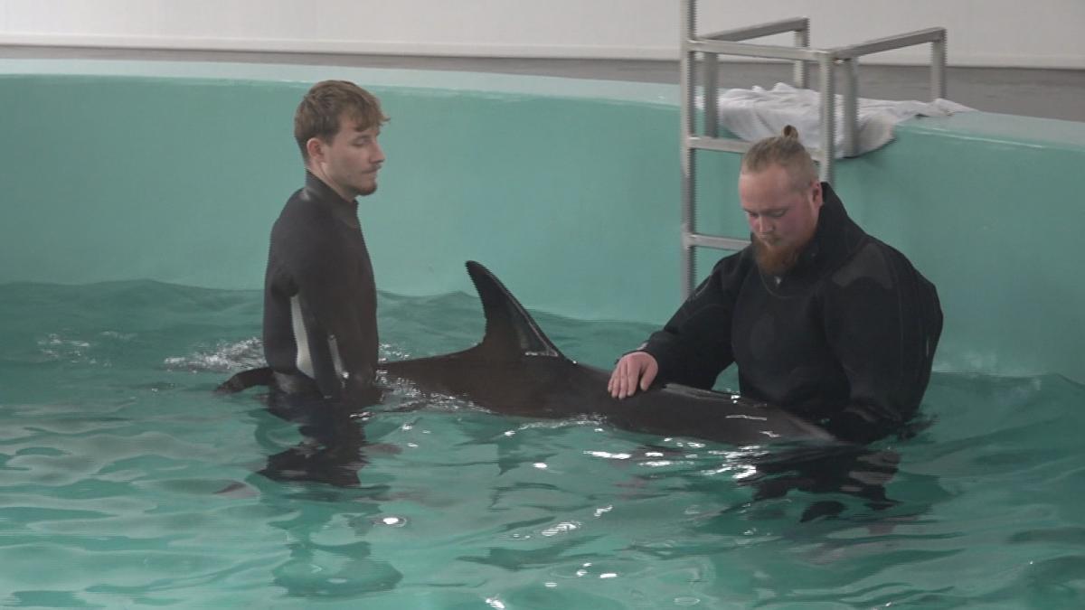 Groot verdriet over dood dolfijn Djay-Lynn: 
