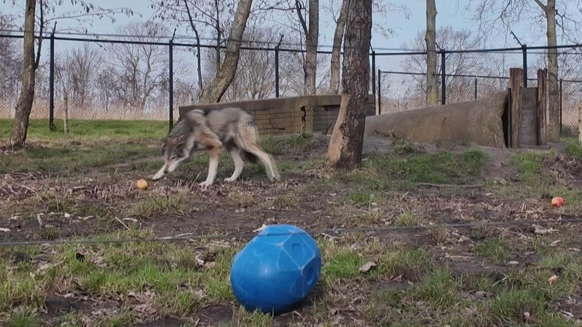 Afscheid van Alexia en Alex: geliefd wolvenkoppel verhuist naar Italië