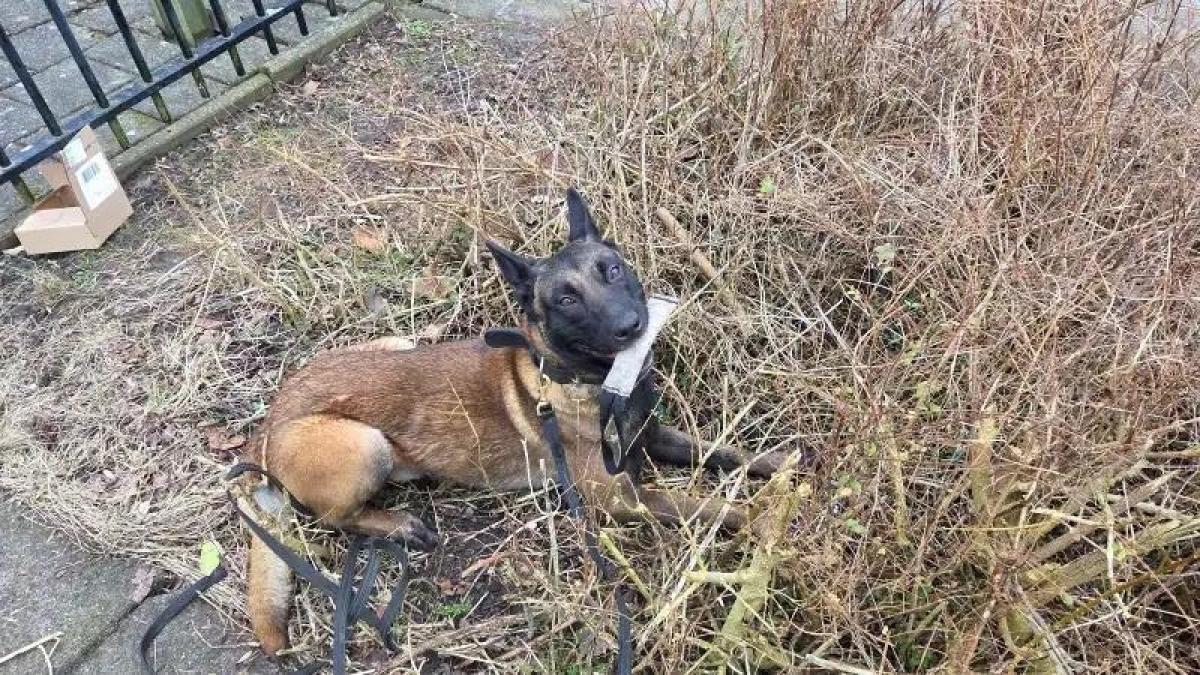 Politie houdt twee minderjarigen aan na auto-inbraak, met hulp van diensthond Jack