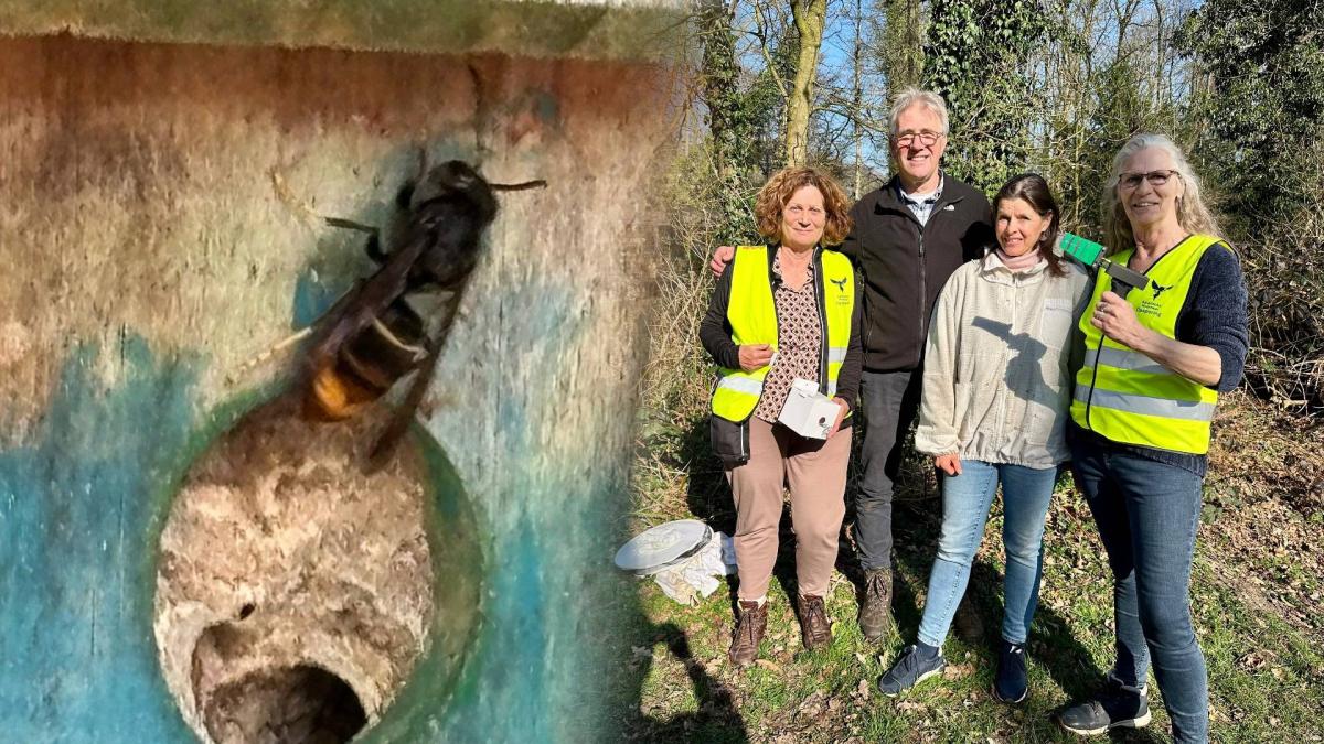 Gooise 'hornetbusters' gaan strijd aan met Aziatische hoornaar, 'explosie in aantocht'