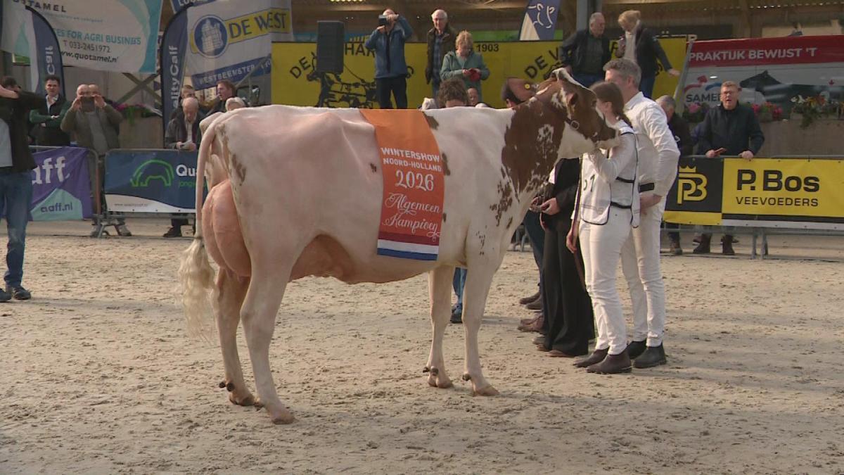 Koe Amber is de mooiste van heel Noord-Holland