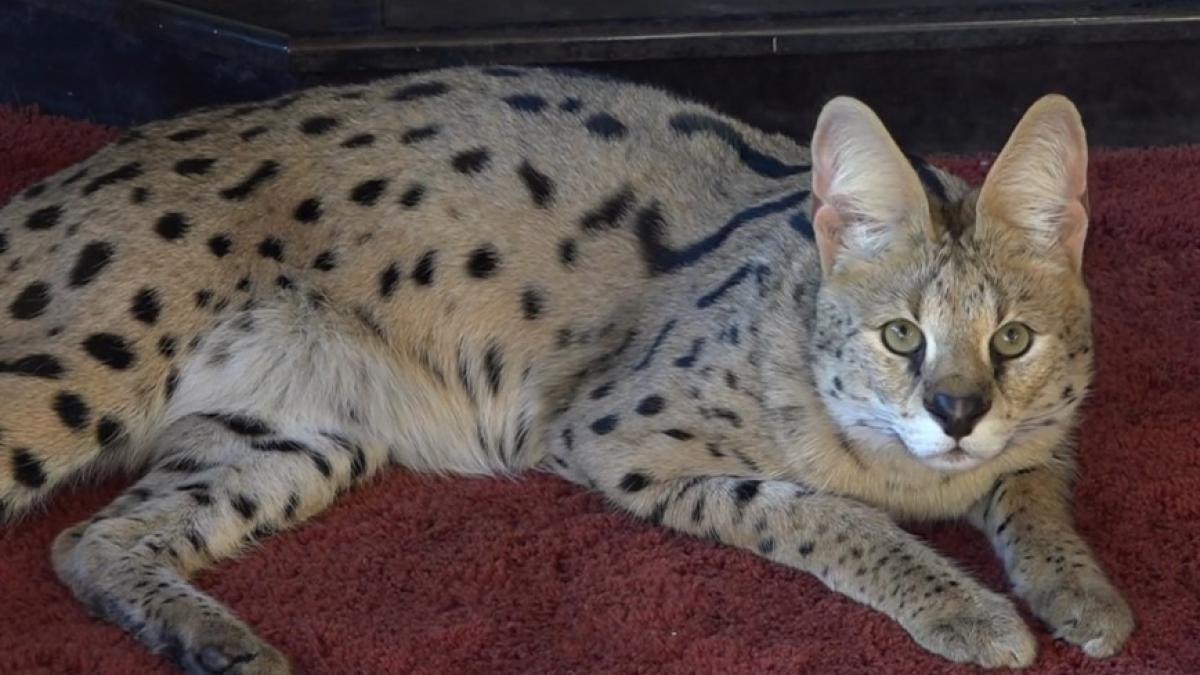 Afgedankte servals vanaf dit najaar opgevangen in Dierenpark Hoenderdaell