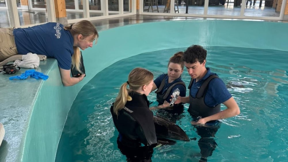 Komende nachten spannend voor gestrande bruinvissen: "Te zwak om zelf te zwemmen"