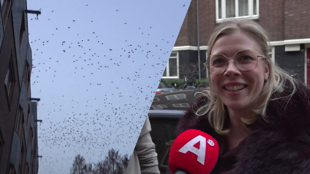 Huge flock of starlings over Stadionbuurt: Car, bike, house, everything is covered in shit