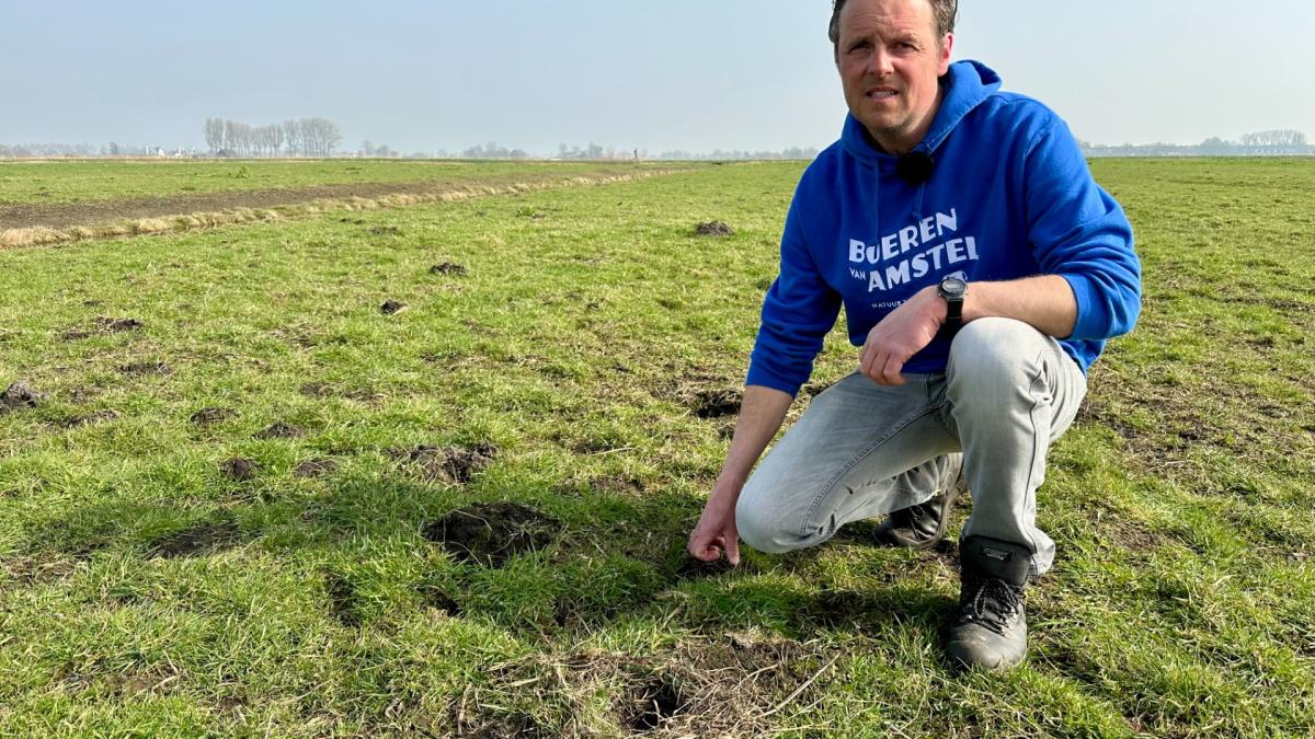 Eerste kievitsei van Noord-Holland gevonden op land van familie Van Blaaderen