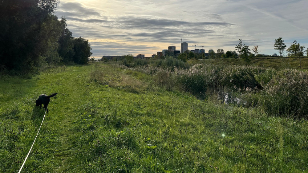 Alderman pushes through Brasapark sports field plan despite local opposition