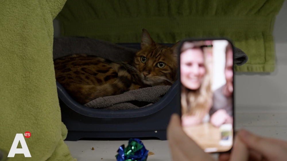 Owners still in Australia, but cat Floki found after a year: Feels like a movie