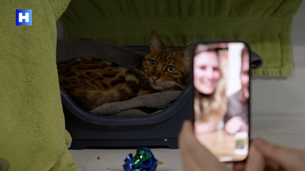 Baasjes zitten nog in Australië, maar kat Floki is na een jaar weer terecht: "Voelt als een film"