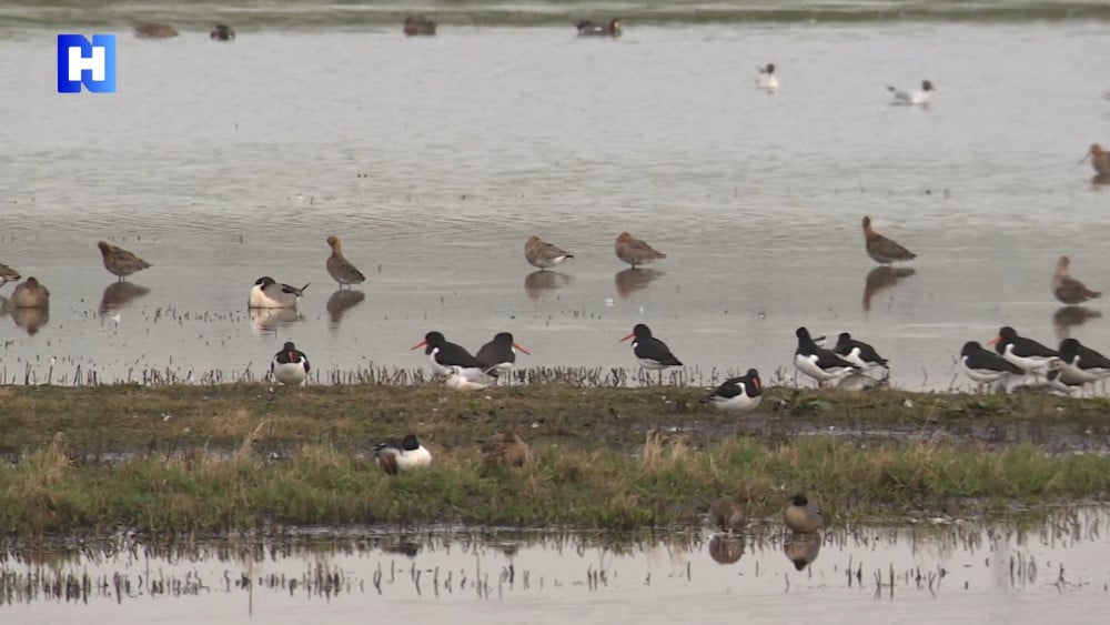 Grutto's, tureluurs en vogelaars openen het weidevogelseizoen 2026