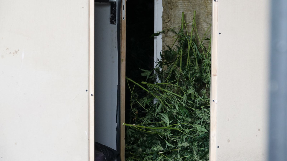Halsema closes Southeast home with cannabis farm, nearly 100 plants found