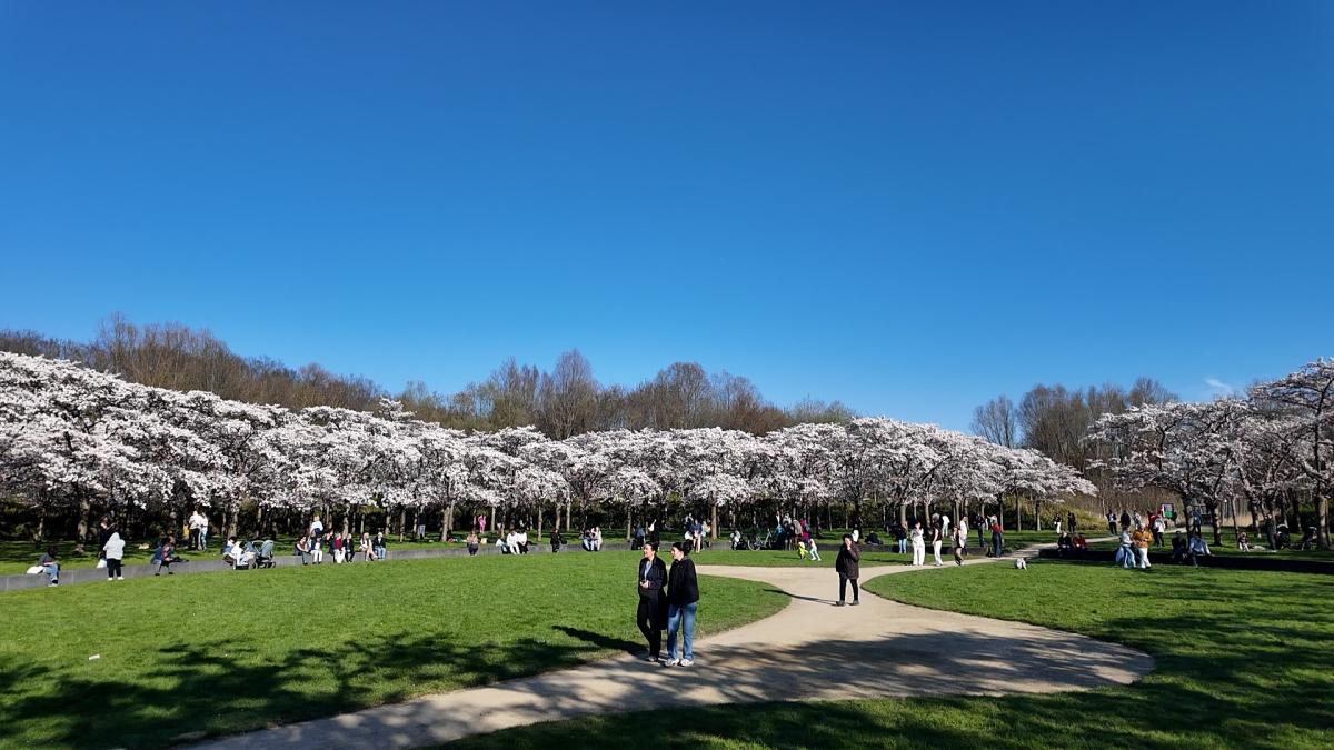 Bloesemfeest met een keerzijde: grote ingreep op komst