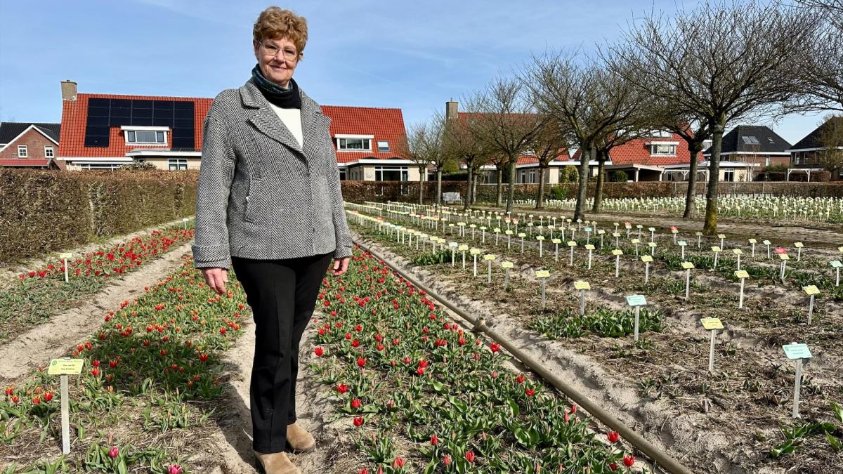 Bloementuin Hortus Bulborum heeft de lente in zijn bol: 