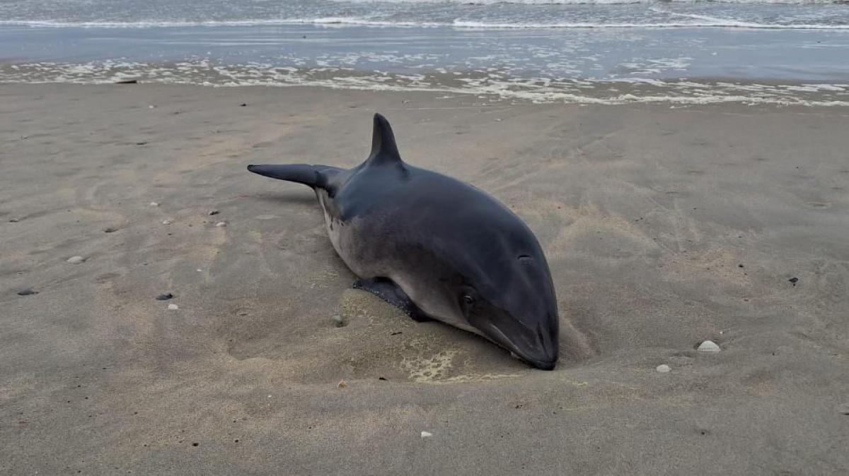 Jonge bruinvis gestrand op Texel: 