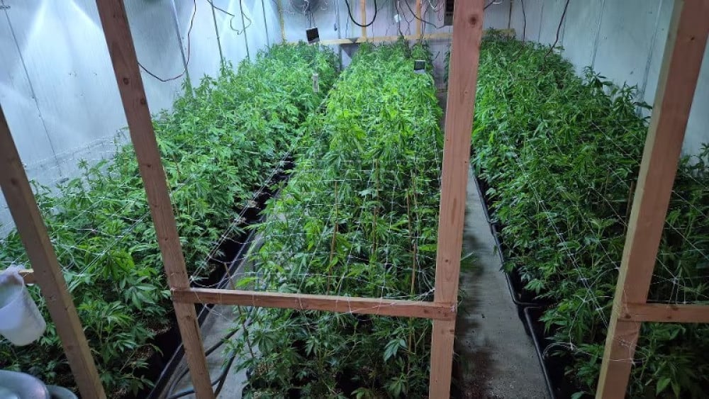 Man (43) aangehouden na ontdekken van hennepkwekerij in bedrijfspand Tuitjenhorn Home