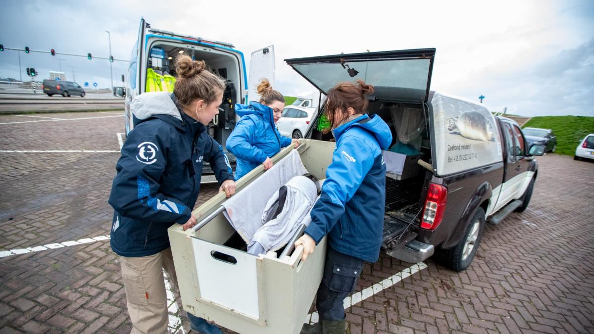Topdrukte bij SOS Dolfijn: vijf bruinvissen in drie weken opgevangen, een overleden