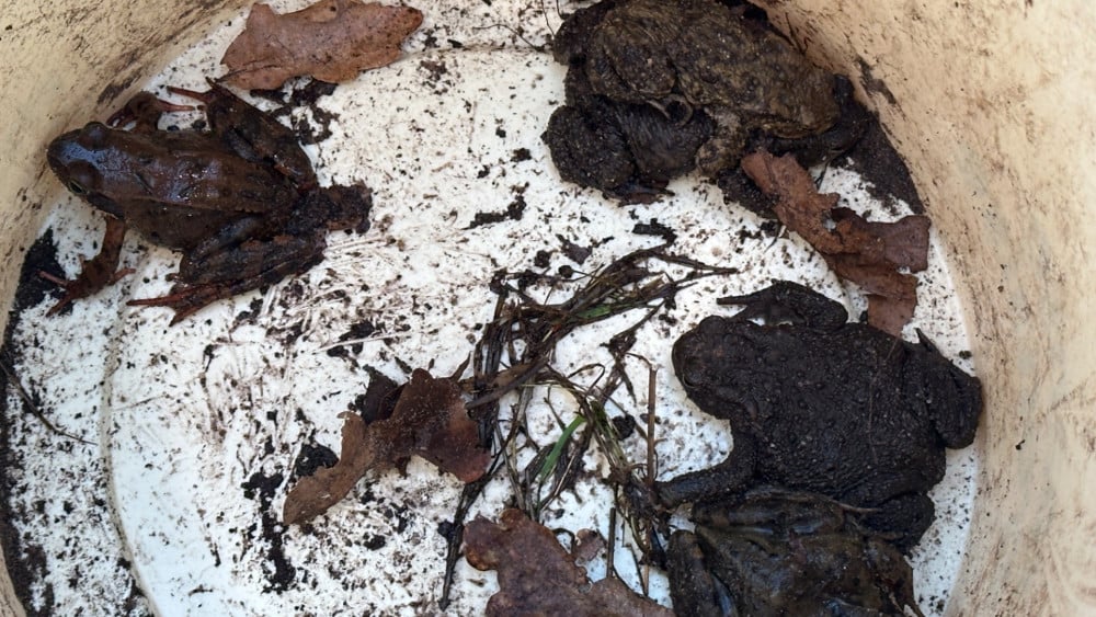 Noord-Hollandse 'klaarovers' redden duizenden padden, kikkers en salamanders