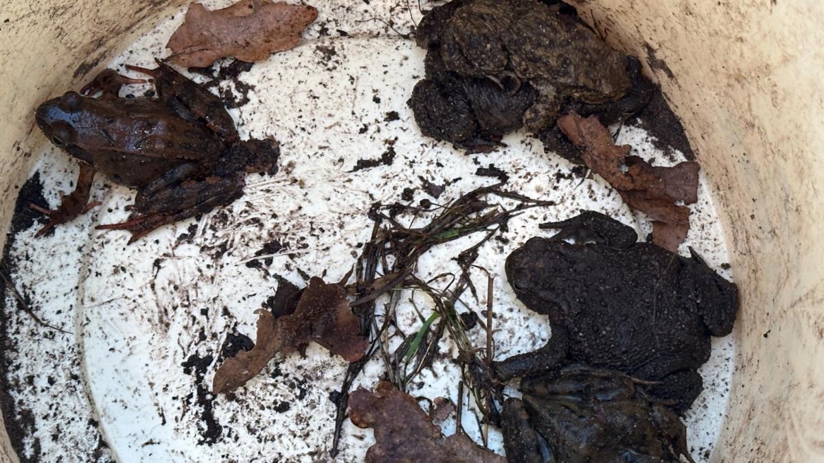 Klaarovers redden duizenden padden, kikkers en salamanders